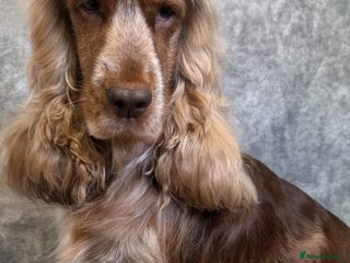 Cocker Spaniel dogs - Advert 1