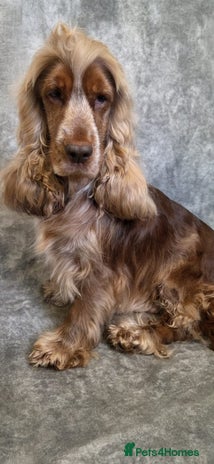 Cocker Spaniel dogs - Advert 1