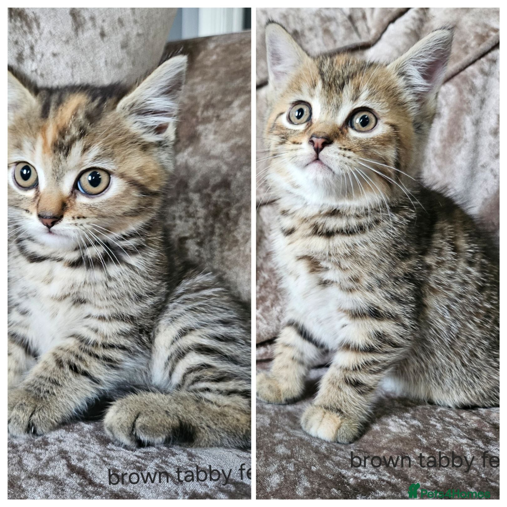 Mixed Breed cats 5 kittens x British blue shorthairs - Advert 6