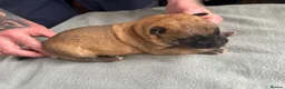 Belgian Shepherd Dog dogs for sale: Exceptional Belgian Malinois Puppies in Denbigh - Advert 22