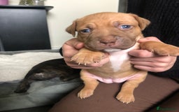 Staffordshire Bull Terrier dogs for sale: Staffordshire bull terrier puppies - Image 11