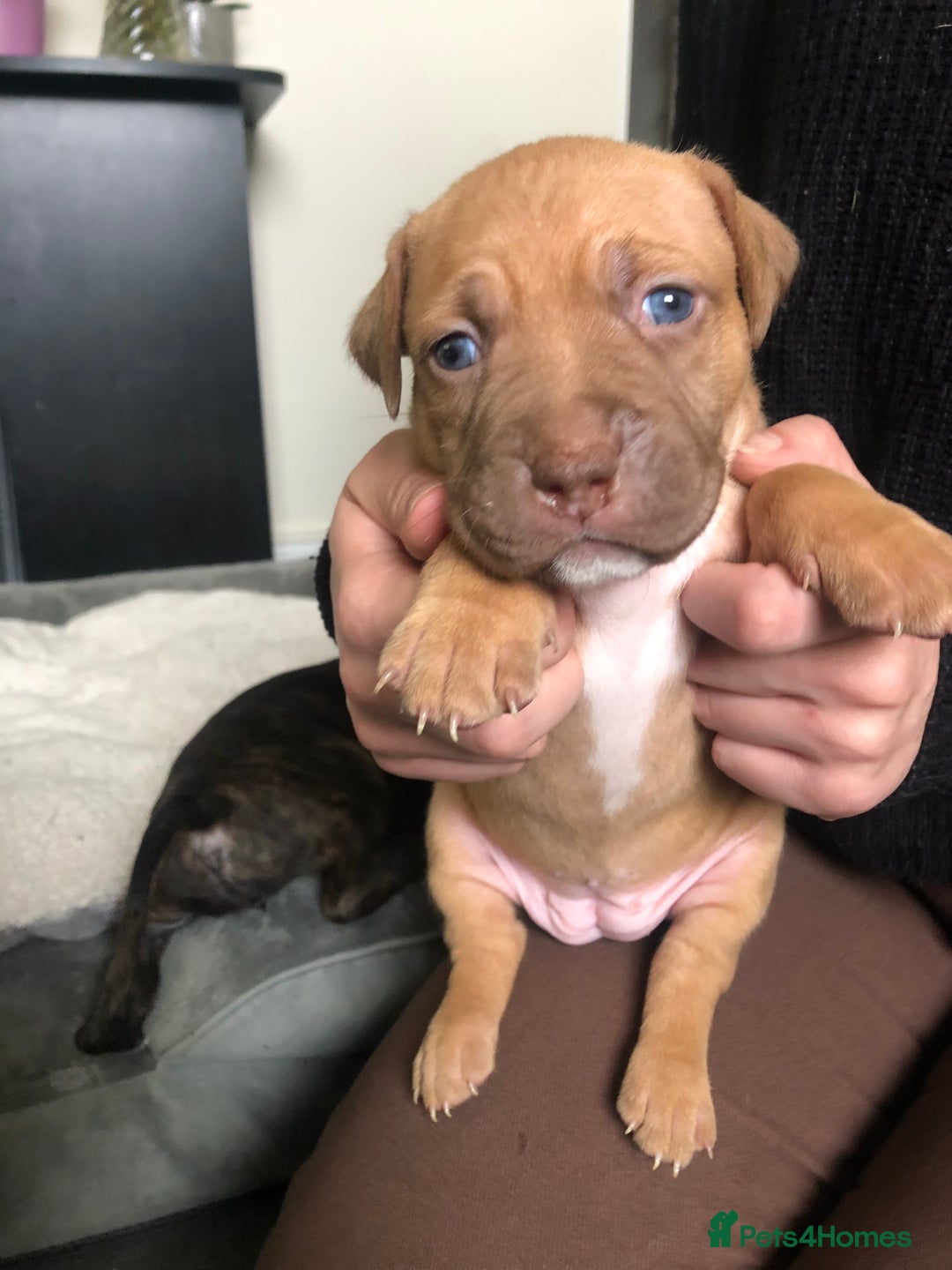 Staffordshire Bull Terrier dogs for sale: Staffordshire bull terrier puppies - Image 11