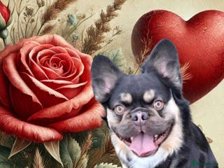 French Bulldog dogs ‼️STUNNING FLUFFY BOY FOR STUD‼️ PROVEN‼️ in Dundee - Advert 20