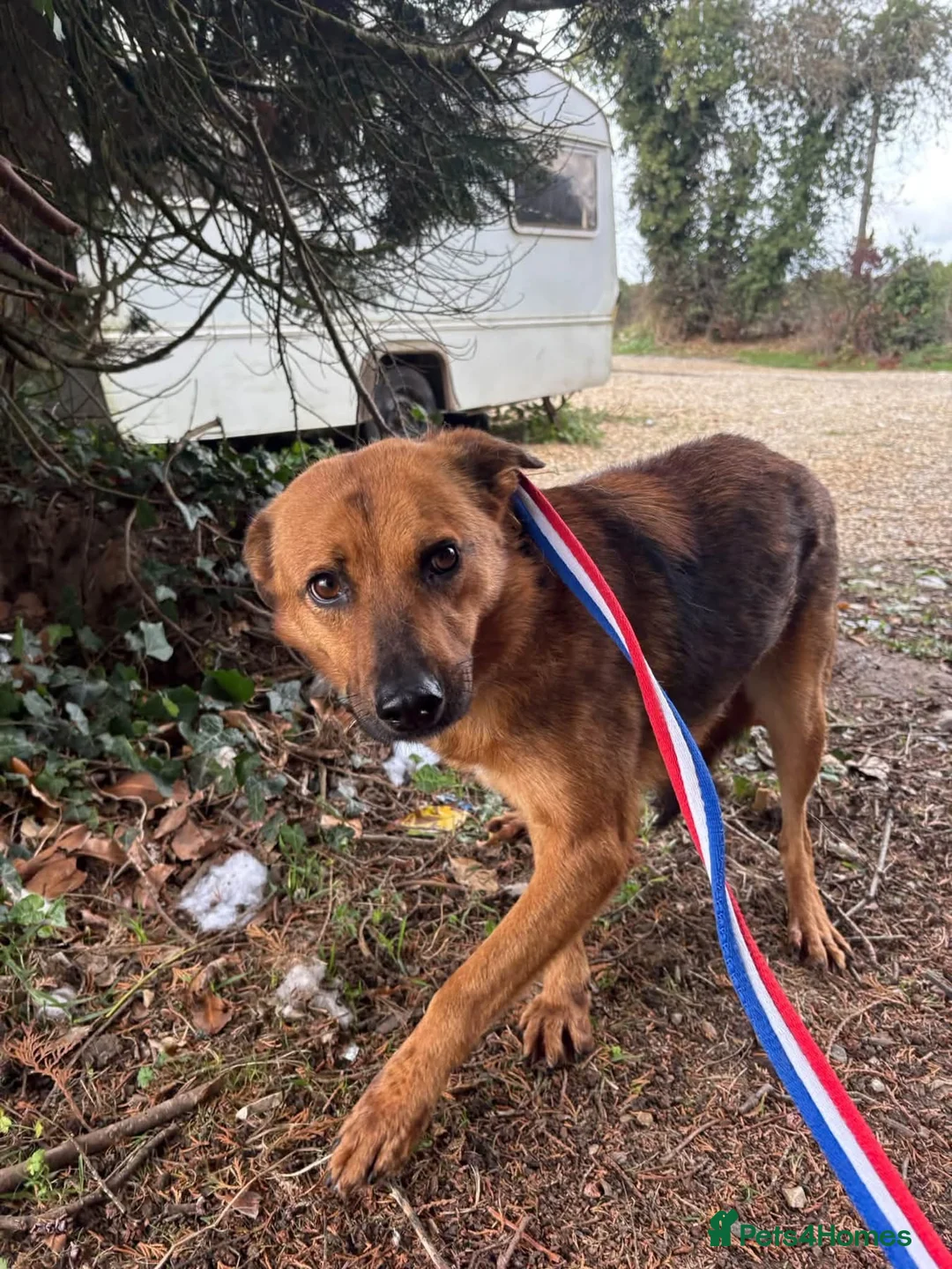 Mixed Breed dogs for adoption: Roca - Norwich Norfolk  - Advert 2