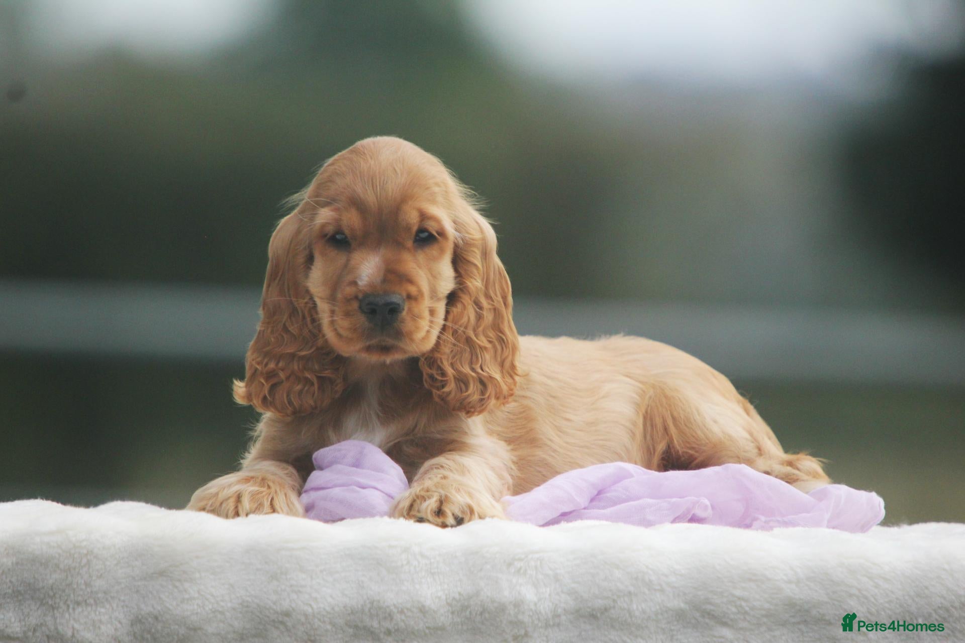 Cocker Spaniel dogs Quality show type puppies by Mango  - Advert 2