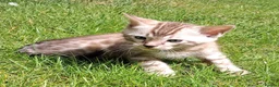 Bengal cats for sale: Stunning snow/silver Bengal kittens - Advert 2