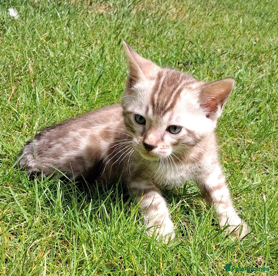 Bengal cats for sale: Stunning snow/silver Bengal kittens - Advert 2