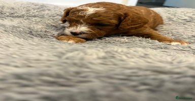 Cavapoo dogs - Advert 12