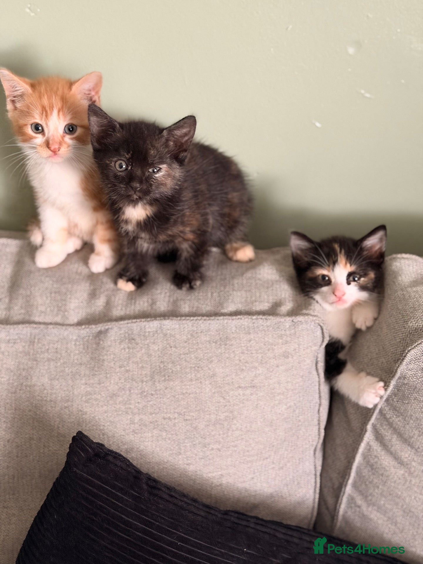 Mixed Breed cats Kittens for sale - Advert 3