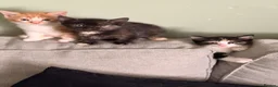 Mixed Breed cats for sale: Kittens for sale - Advert 1