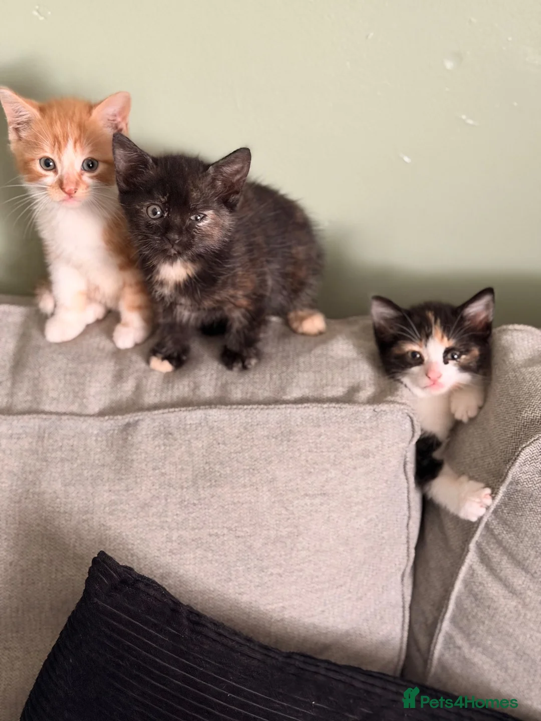 Mixed Breed cats for sale: Kittens for sale - Advert 1