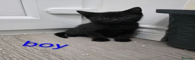 Mixed Breed Kitten 1