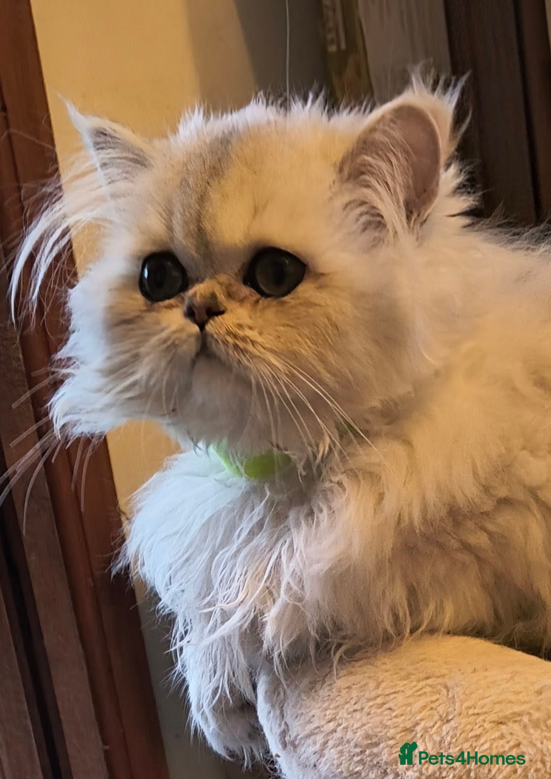 Persian cats 🍁White black tipped Persian kittens ready now - Advert 11