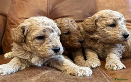 Toy Poodle dogs for sale: Toy poodles  - Image 2