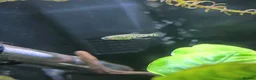 Live Bearers fish for sale: Ameca Splendens/Butterfly Splitfins - Advert 4