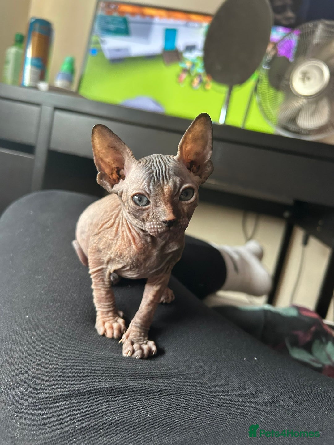 Sphynx cats for sale: 4 female canadian sphynx looking for home - Image 7