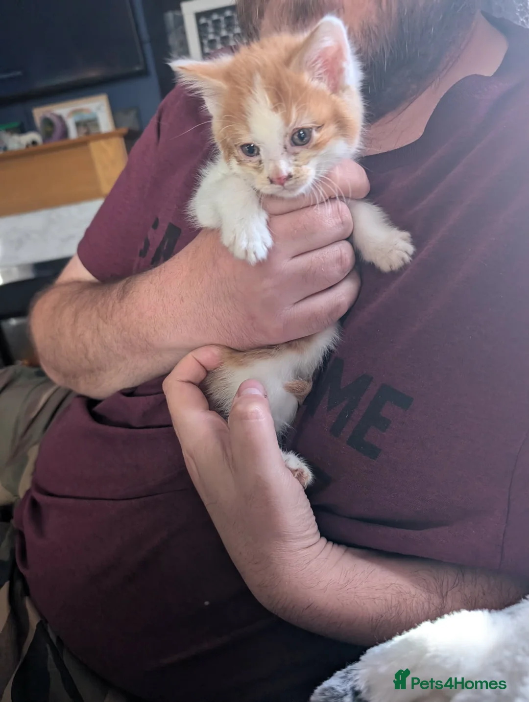 Mixed Breed cats for sale: Mixed breed kittens  - Advert 1