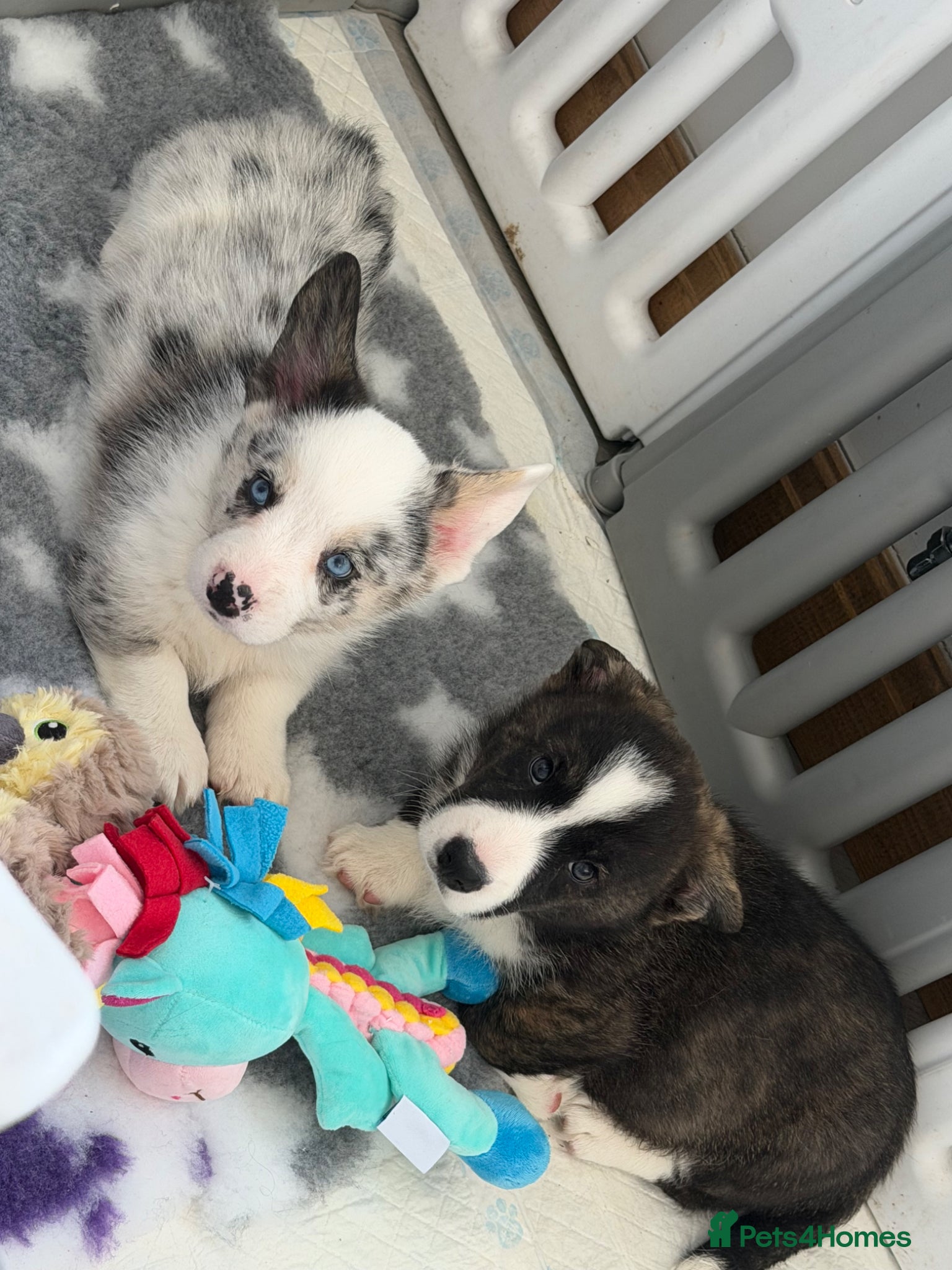 Welsh Corgi Cardigan dogs Ready now two Stunning puppies Welsh cardigans - Advert 10