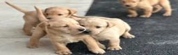 Labrador Retriever dogs for sale: KC REGISTERED LABRADOR PUPPIES - Advert 5