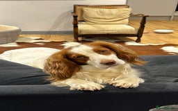 Sprocker dogs for sale: One dog Sprocker puppy for sale 3/4 cocker  - Image 1