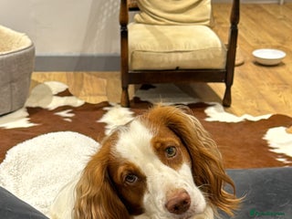 Sprocker dogs - Advert 3