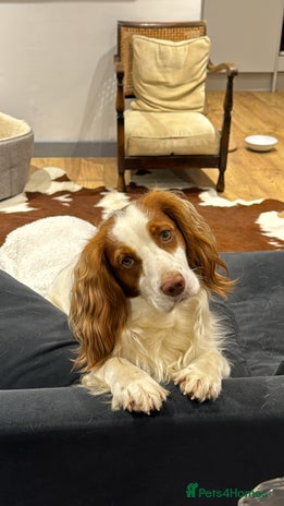 Sprocker dogs - Advert 3