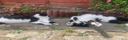 Domestic Shorthair cats for sale: Two lovely boy cats for sale  - Advert 1