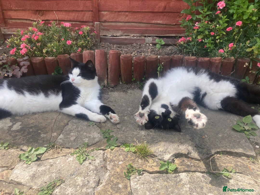 Domestic Shorthair cats for sale: Two lovely boy cats for sale  - Advert 1