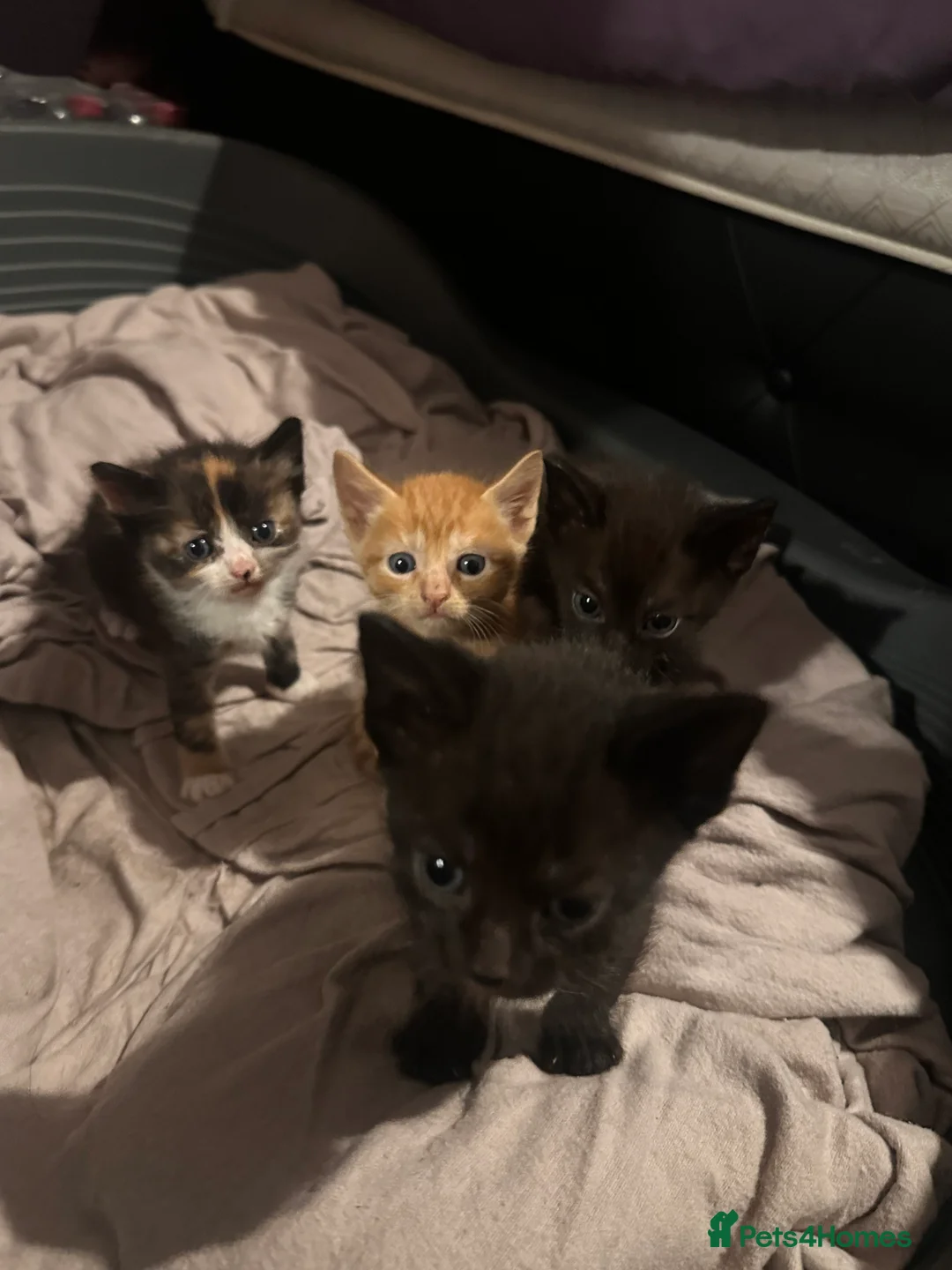 Mixed Breed cats for sale: Mixed Breed Litter - Advert 4