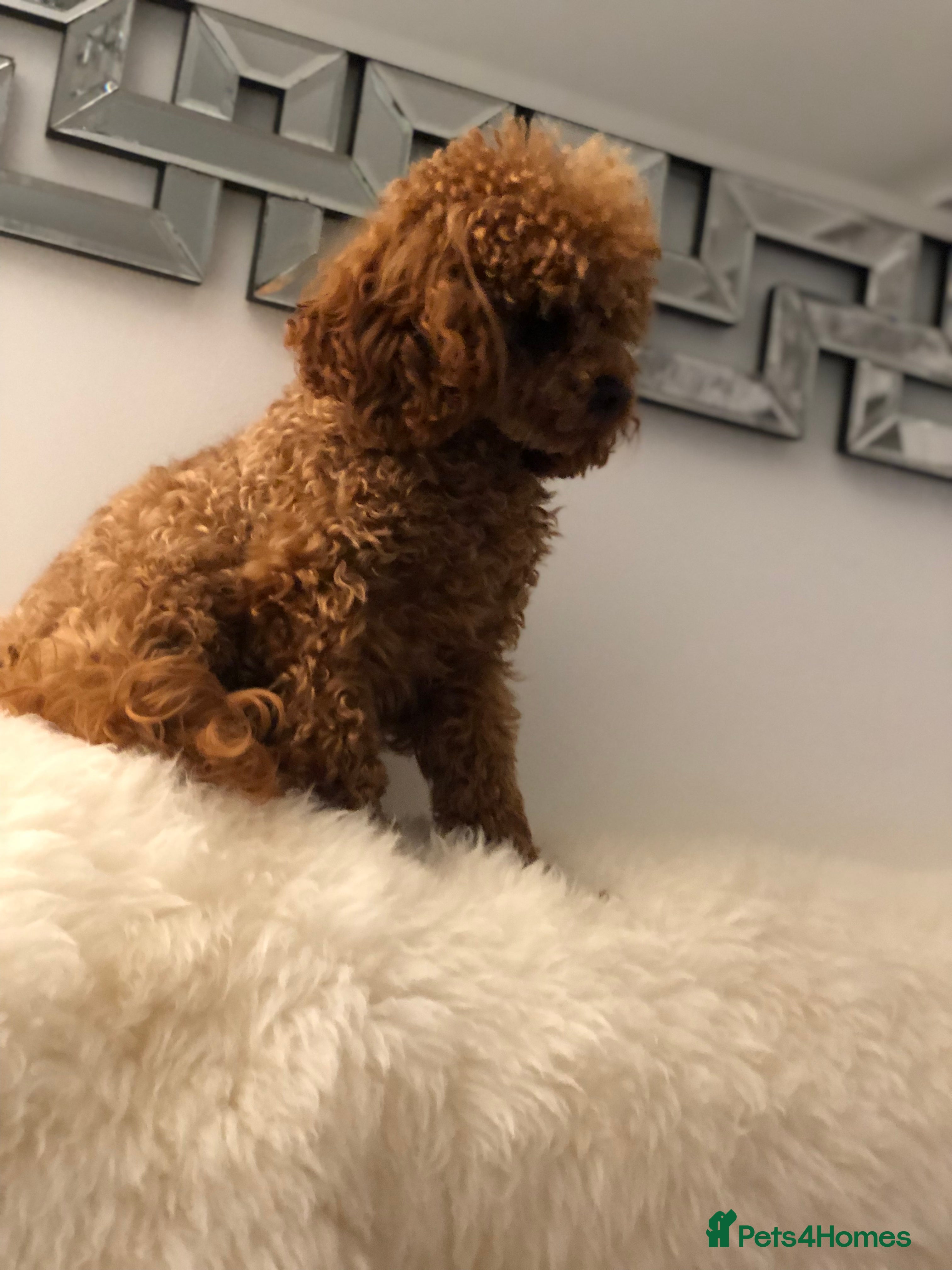 Toy Poodle dogs Deep red toy poodle proven boy - Advert 2