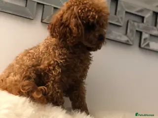 Toy Poodle dogs Deep red toy poodle proven boy - Advert 15