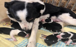 Border Collie dogs for sale: Border collie puppies ready now  - Image 8