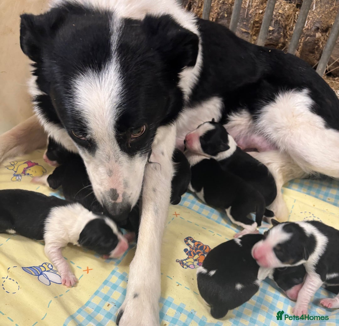 Border Collie dogs for sale: Border collie puppies ready now  - Image 8