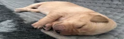 Labrador Retriever dogs for sale: 7 Labrador puppies available. 2 boys, 5 girls.  - Advert 19
