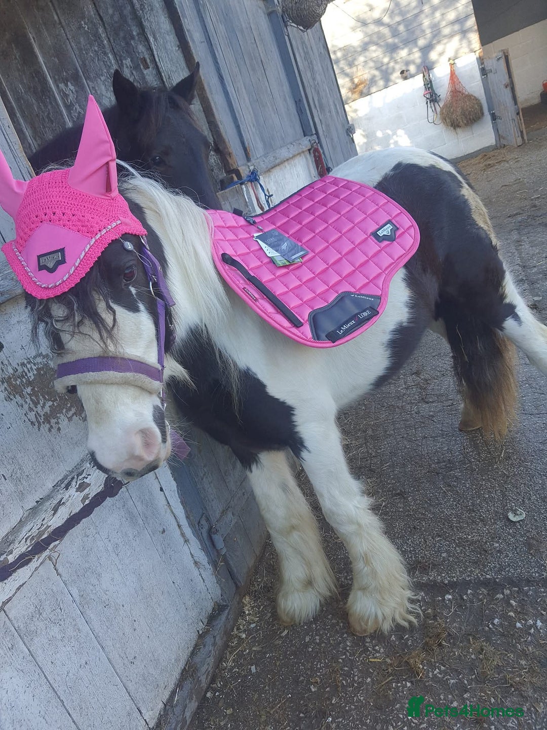 Irish Cob horses for sale: Bluebell  - Image 1