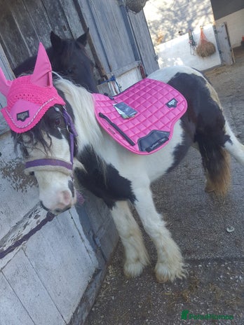 Irish Cob horses - Advert 5