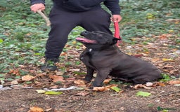 Presa Canario dogs for sale: Presa canario female - Image 2