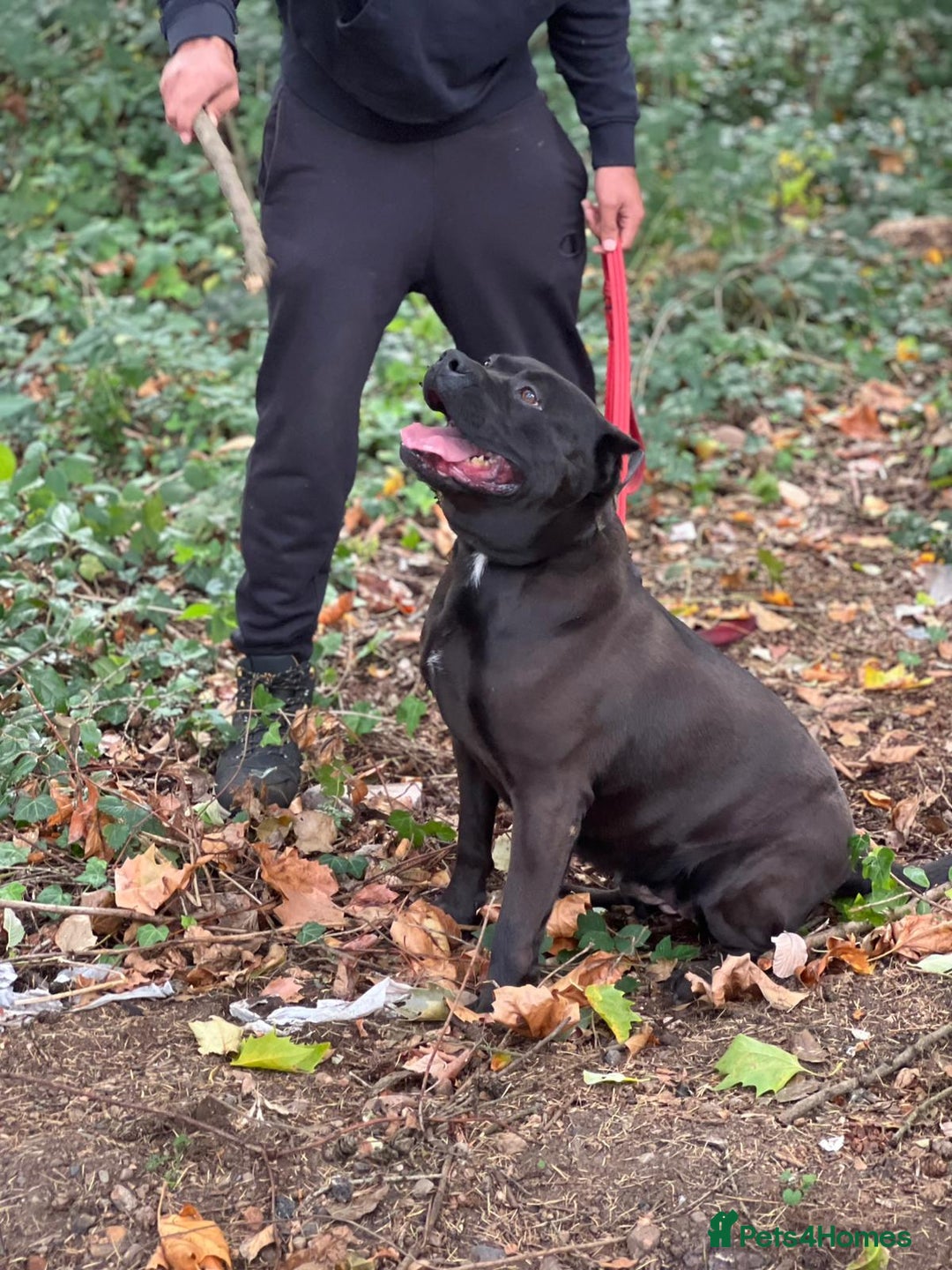 Presa Canario dogs for sale: Presa canario female - Image 2