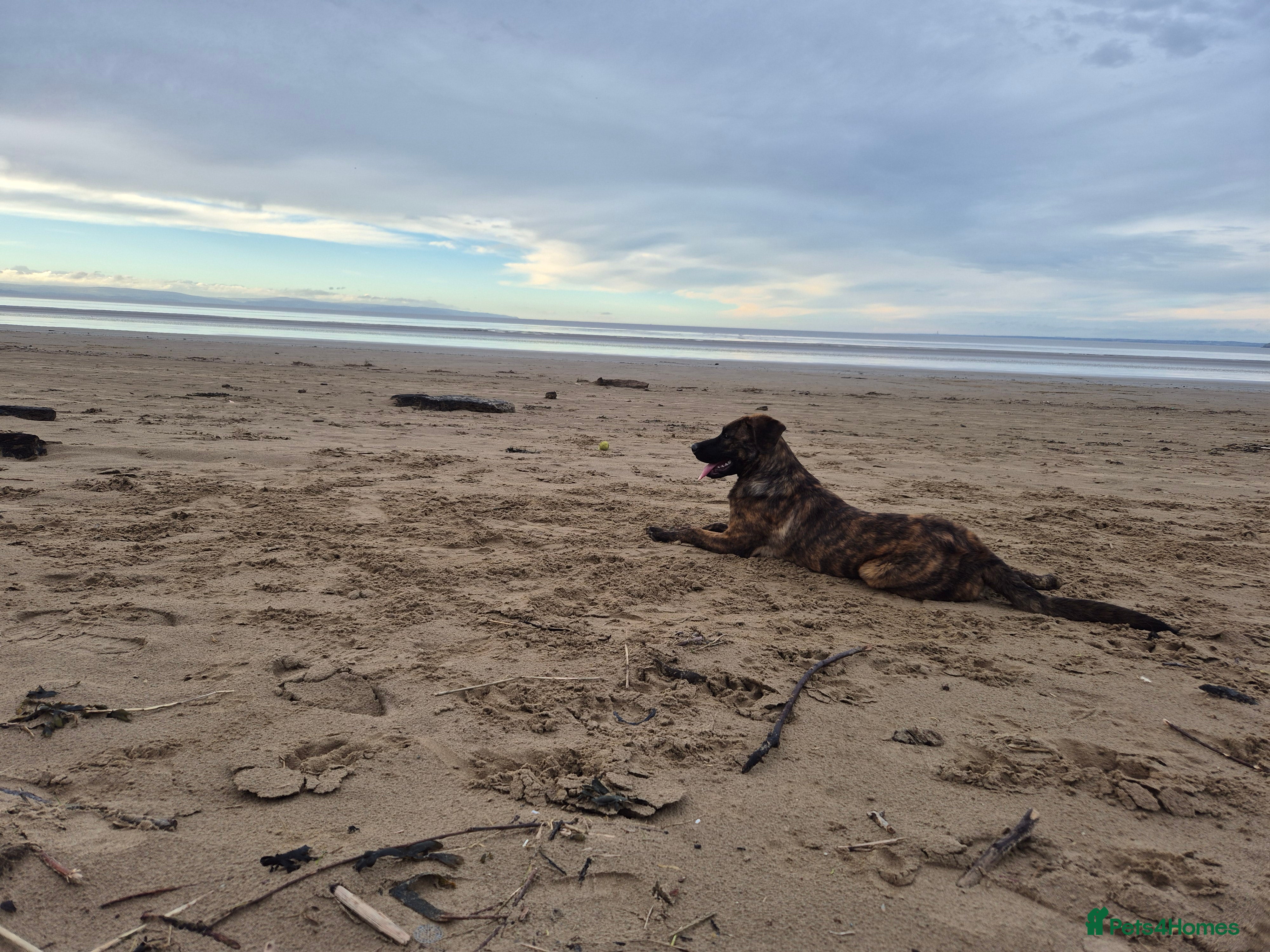 Mixed Breed dogs German sheppard x mastiff - Advert 1