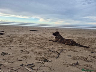 Mixed Breed dogs German sheppard x mastiff - Advert 9