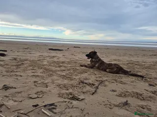 Mixed Breed dogs German sheppard ** tiff - Advert 16