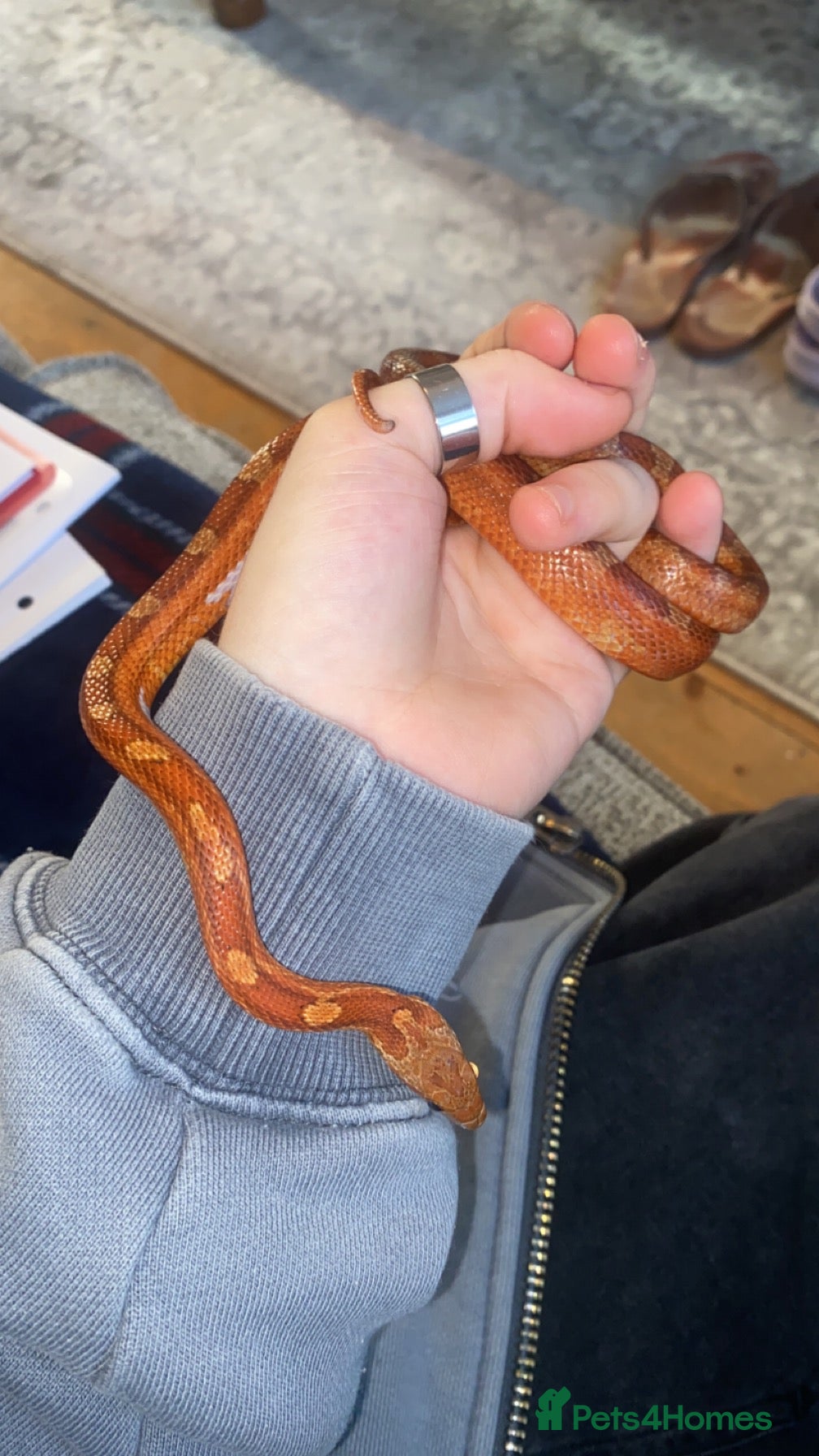 Corn Snake reptiles Blood Red Corn Snake  - Advert 2