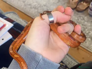 Corn Snake reptiles Blood Red Corn Snake - Advert 2