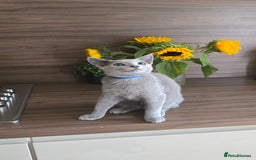 Russian Blue cats for sale: Russian Blue kittens Tica registered  - Image 13
