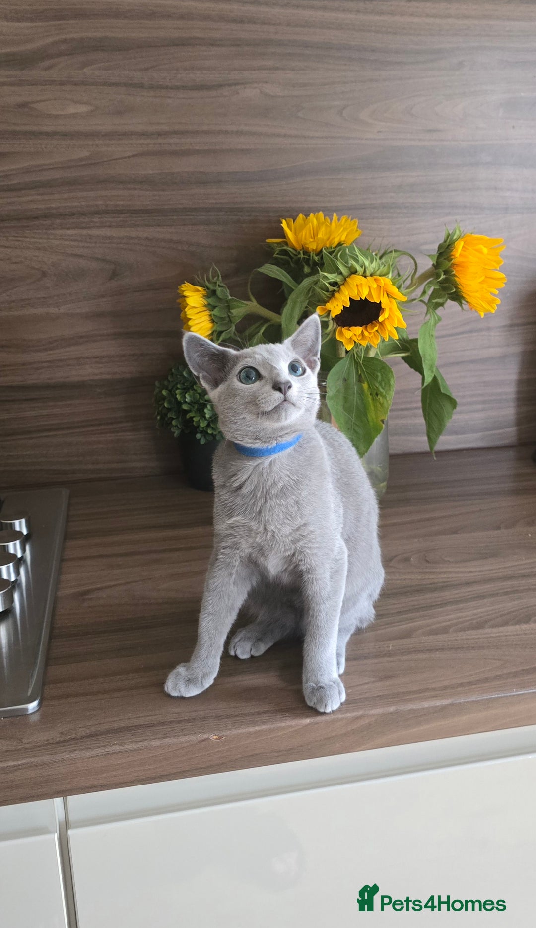 Russian Blue cats for sale: Russian Blue kittens Tica registered  - Image 13