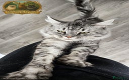 Maine Coon cats for stud: European Champion Lines Carries Shaded GCCF & TICA - Image 2