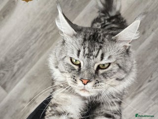 Maine Coon cats - Advert 3