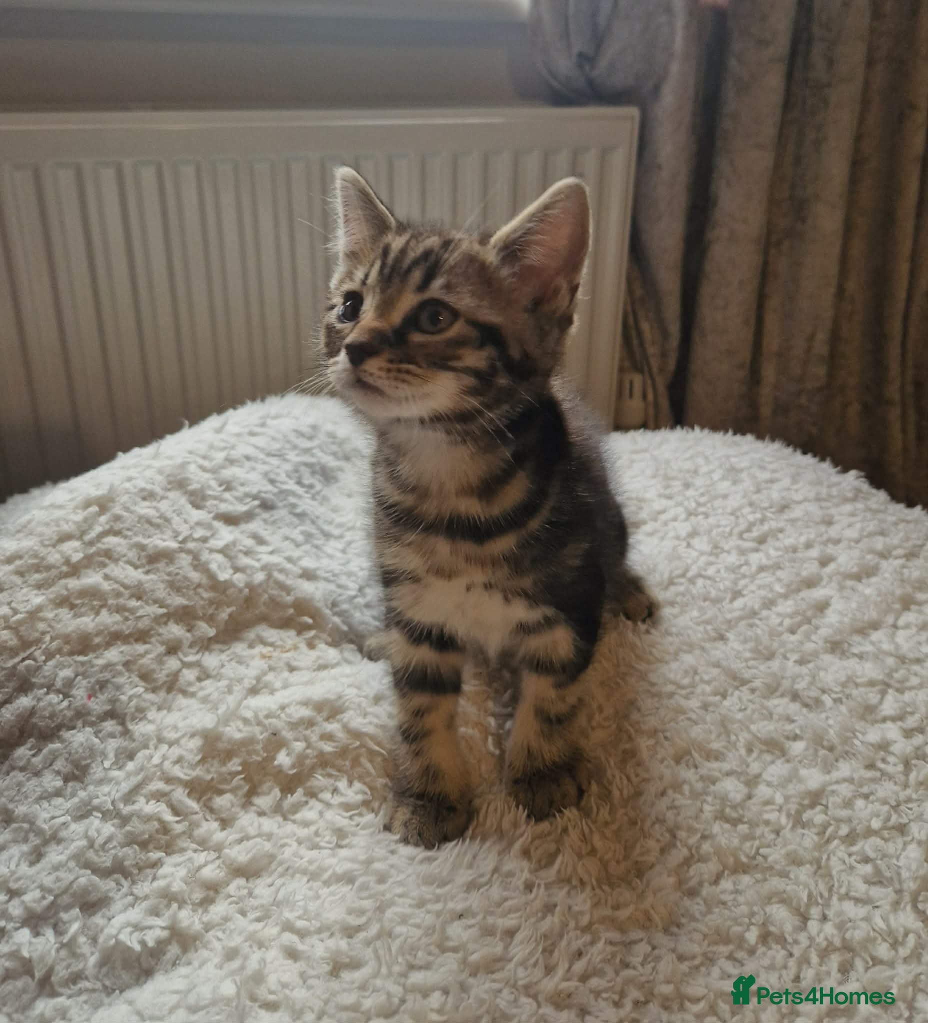 Mixed Breed cats Maine coon cross Persian  - Advert 1