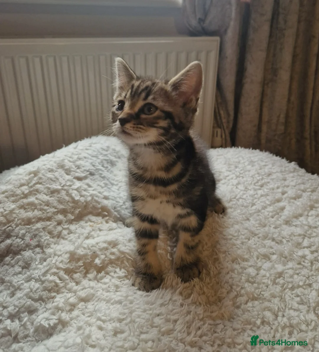 Mixed Breed cats for sale: Maine coon cross Persian  - Advert 1