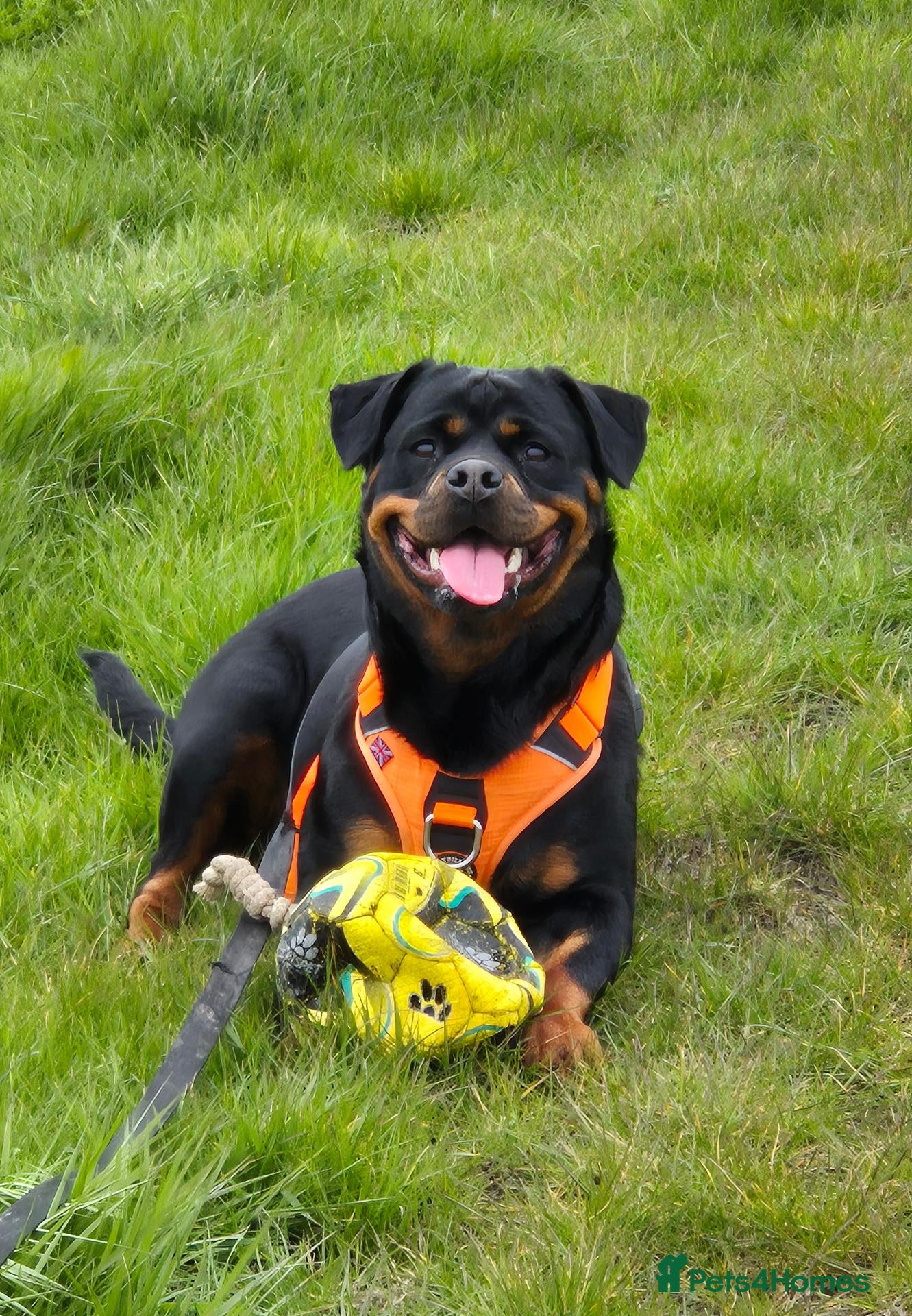 Rottweiler dogs for sale: Pedigree Rottweiler Female 3 Years 3 months old. - Advert 2